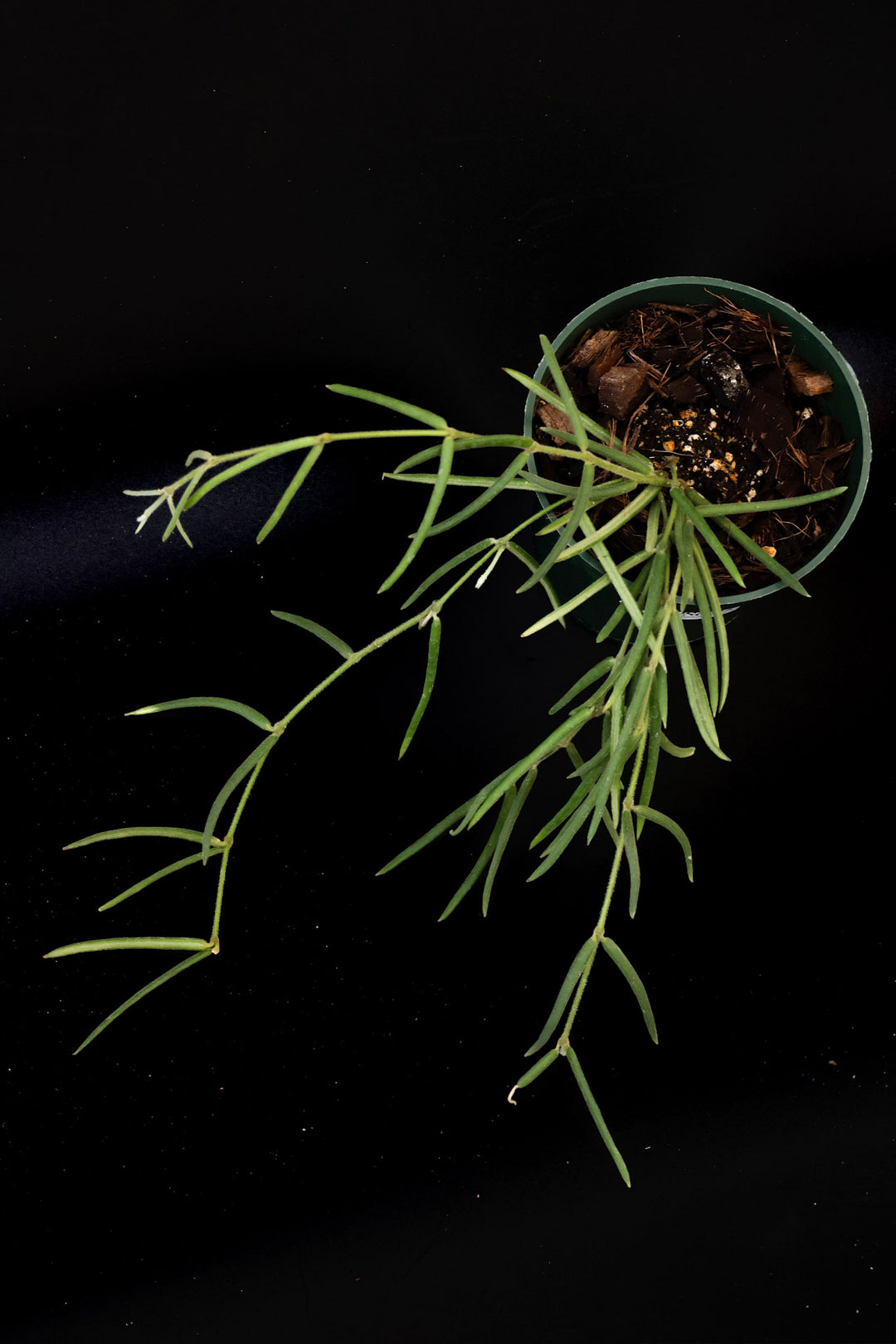 PS0312 - Hoya linearis