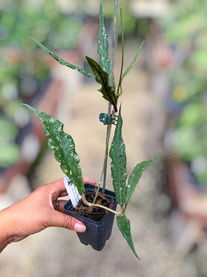 PS0851 - Hoya sp. (Blang Beke Z3)