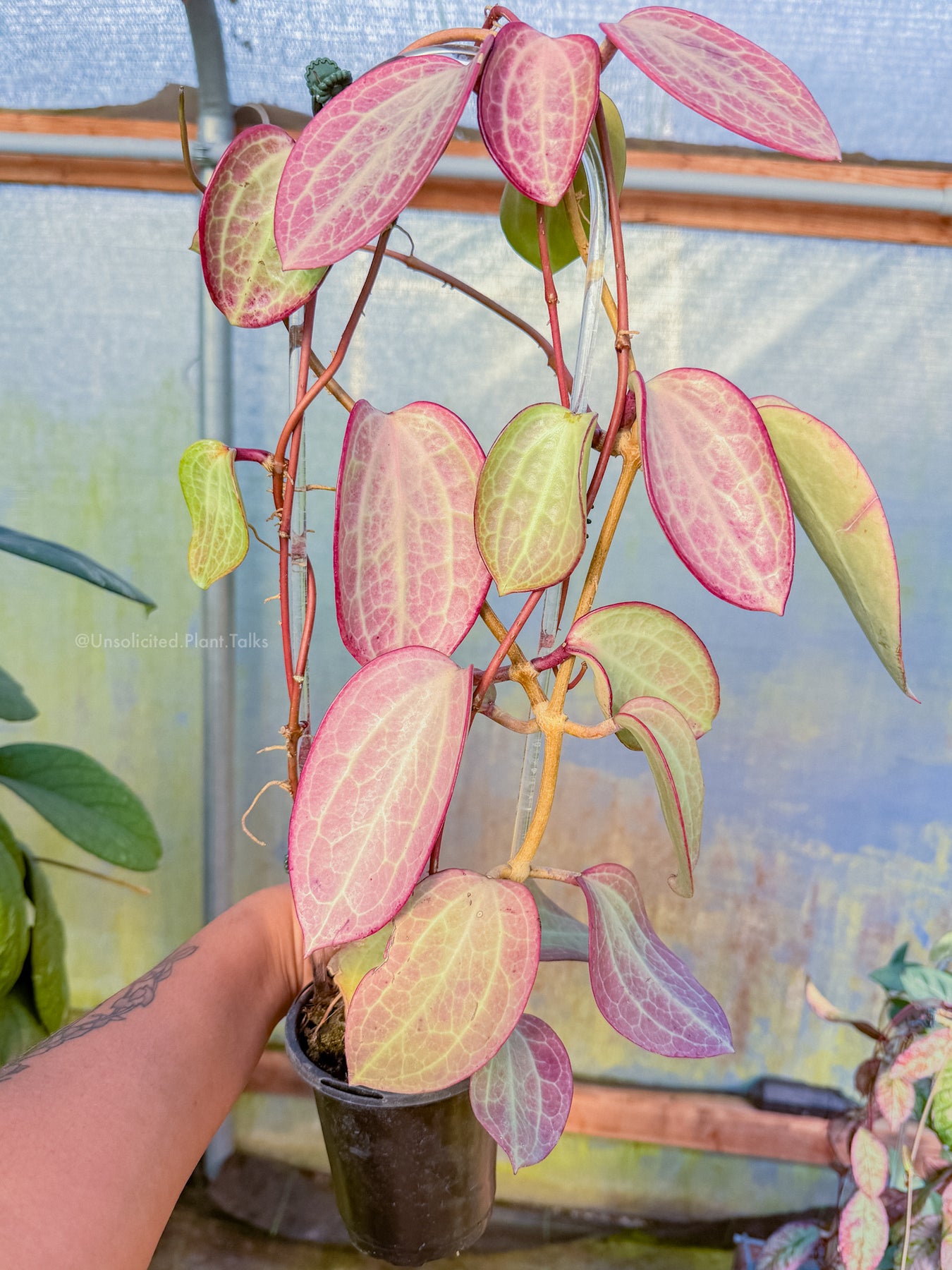 オフィーリア Hoya latifolia 'Filea' – Unsolicited Plant Talks