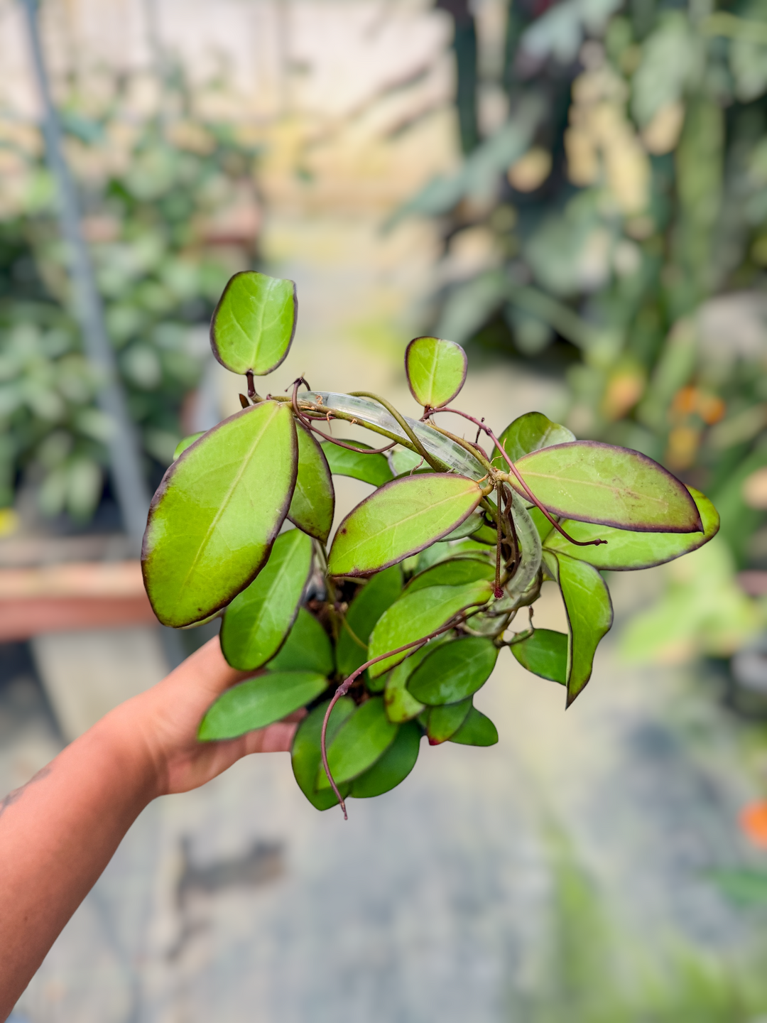 PS0702 - Hoya LP012 (erythrina x DS70)