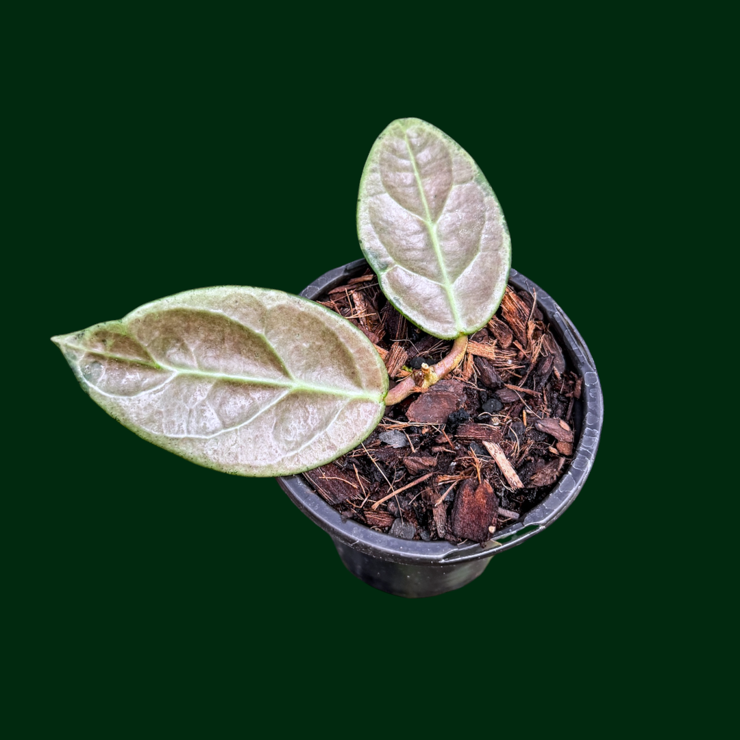 Hoya sp. Lai Chau (round leaves, silver)