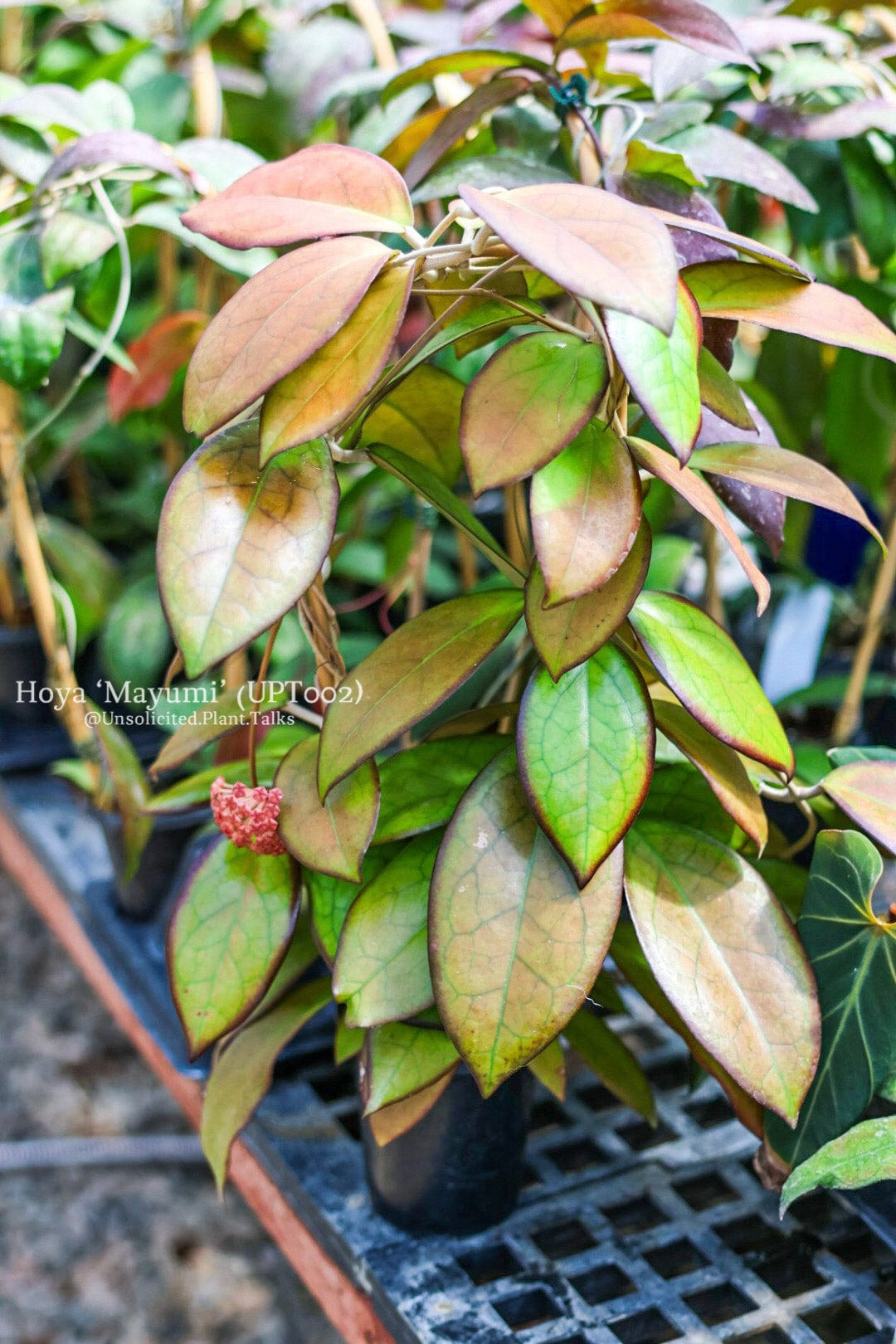 Hoya ‘Mayumi’ (UPT002)
