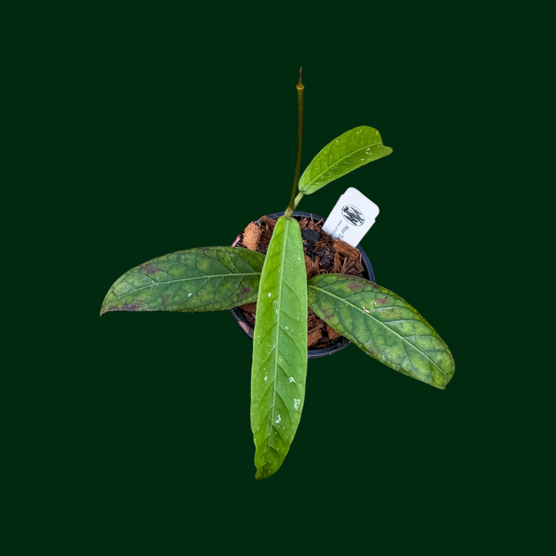Hoya ‘Dragon Claw’ (Aceh)