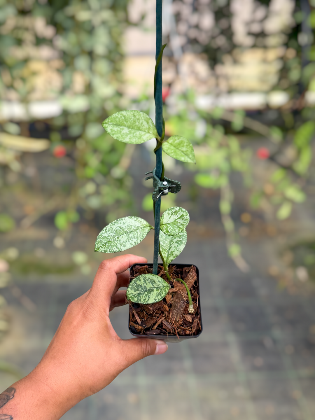 PS0477 - Hoya crassipetiolata (round leaves, splash)