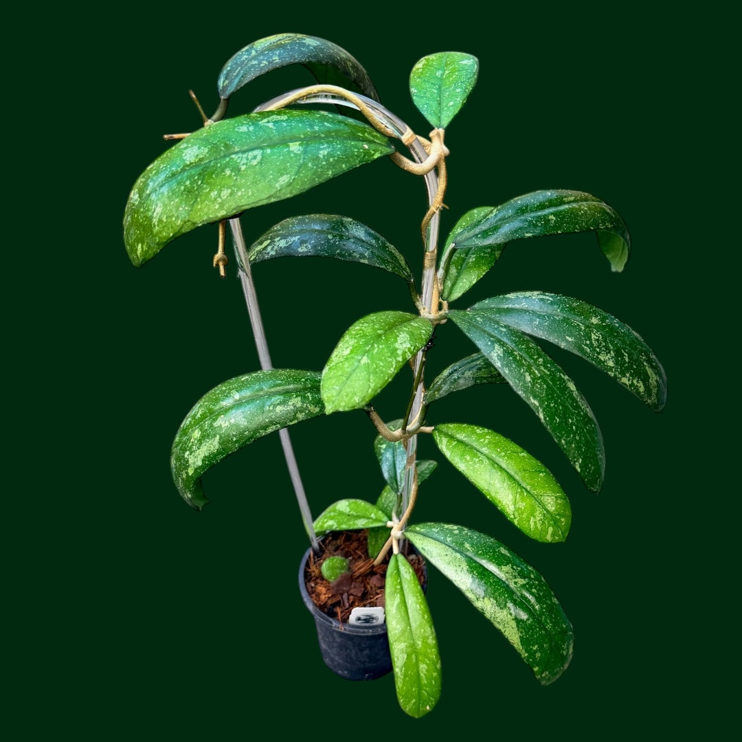 Trellised Hoya sp. (Northern Sumatra)