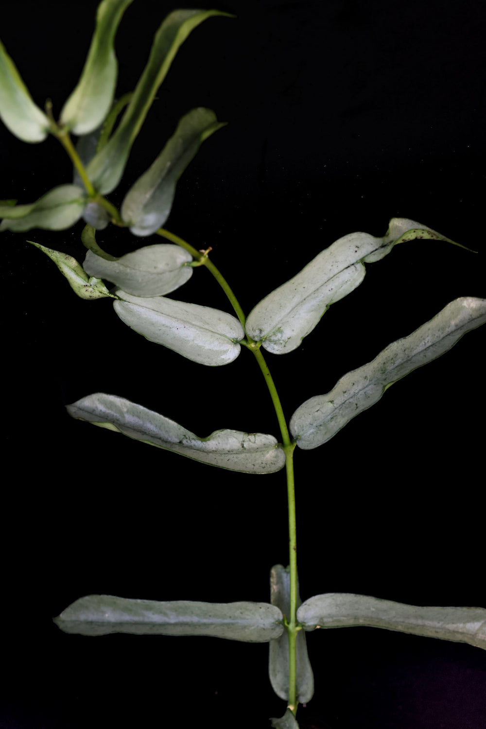 PS0349 - Hoya pandurata (silver, wonky leaves)