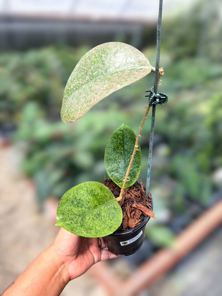 PS0963 - Hoya sp. (kapuas hulu, silver round)