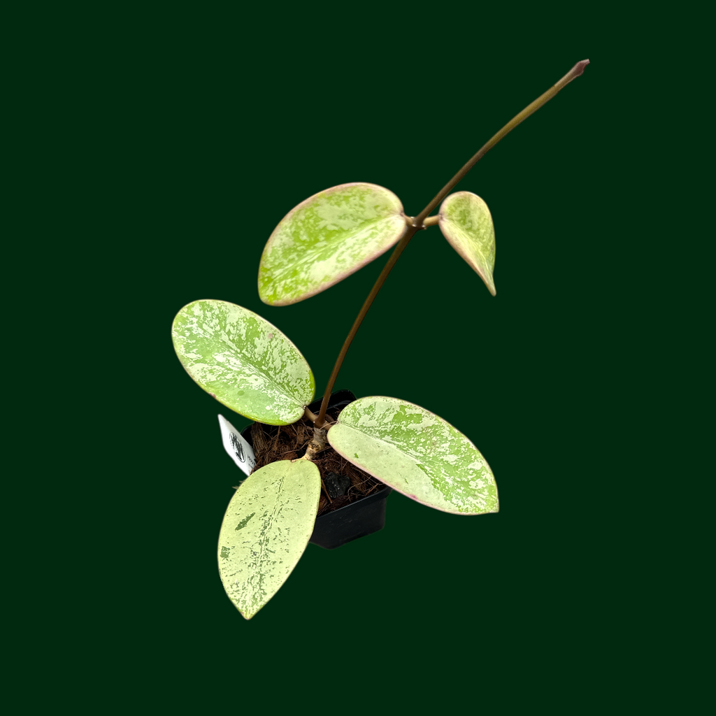 Hoya 'Silver Dollar' (MB 1405-AG, splash) – Unsolicited Plant Talks