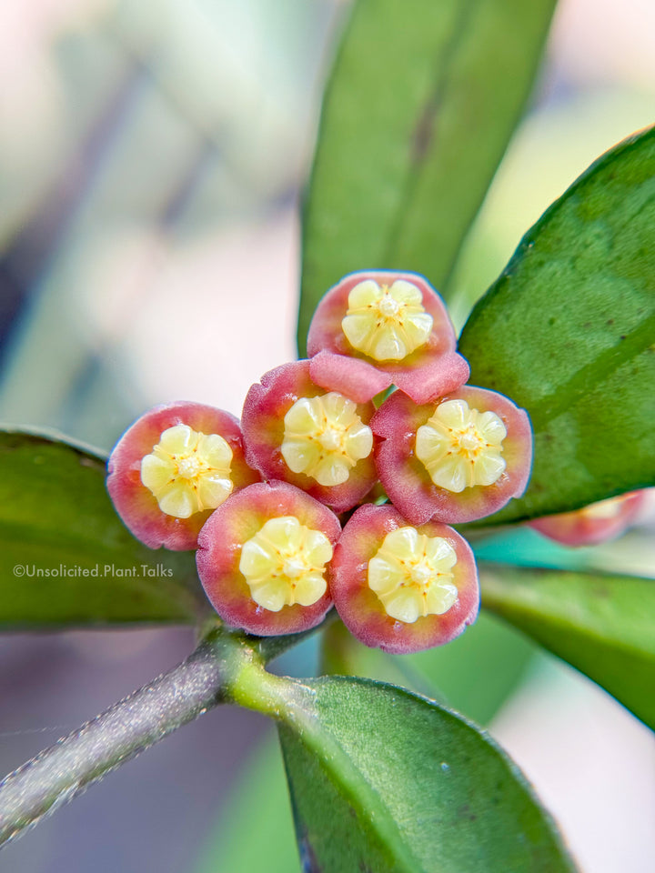 Hoya sp. Sidikalang