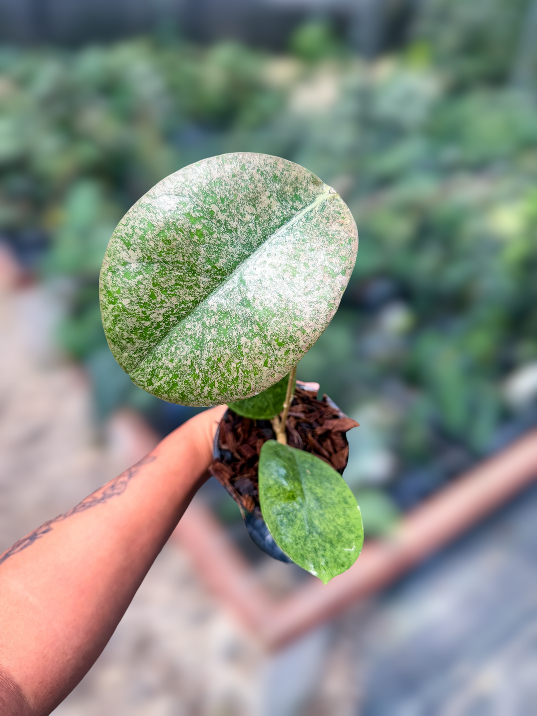 PS0963 - Hoya sp. (kapuas hulu, silver round)