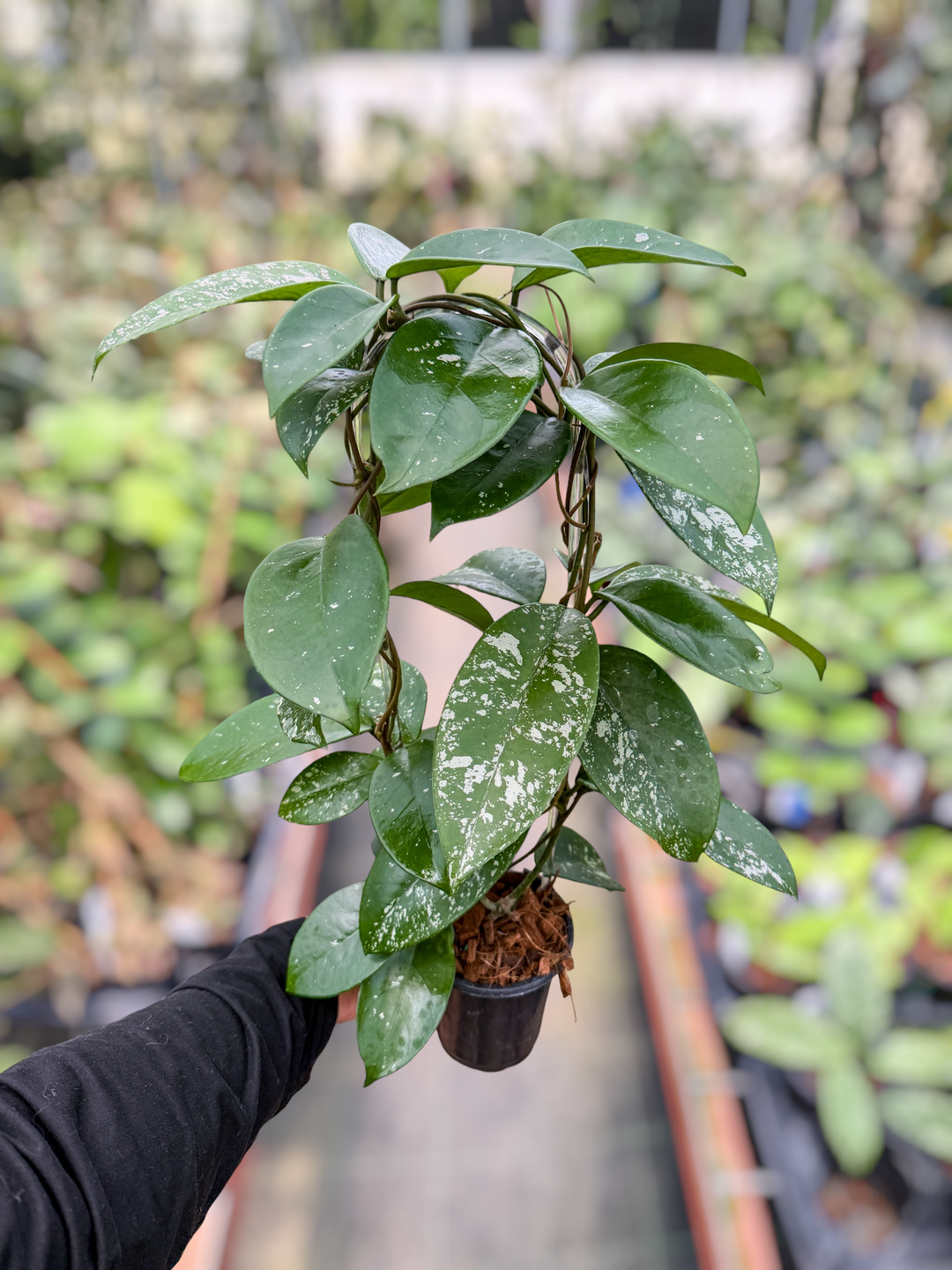 PS0606 - Hoya dasyantha (splash)