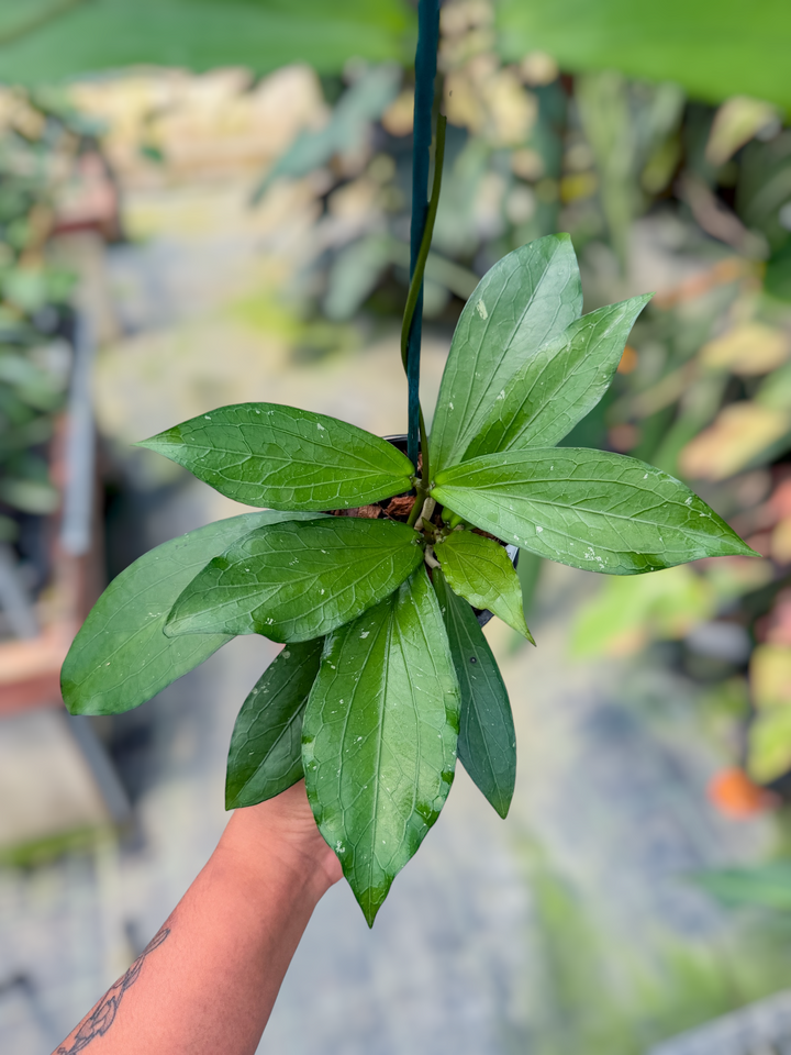 PS0707 - Hoya LP013 (erythrina x waymaniae)