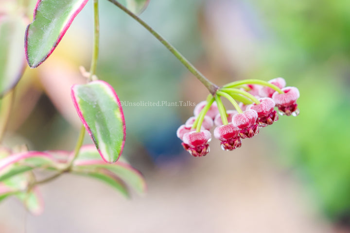 Hoya wayetii &