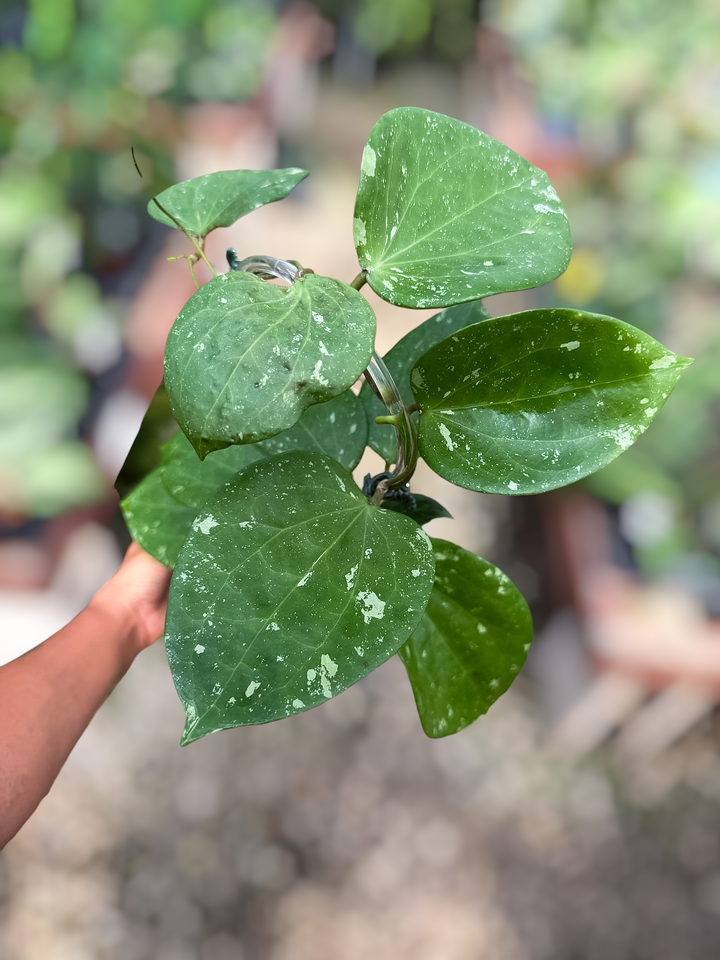 PS0849 - Hoya sp. glabra (splash)