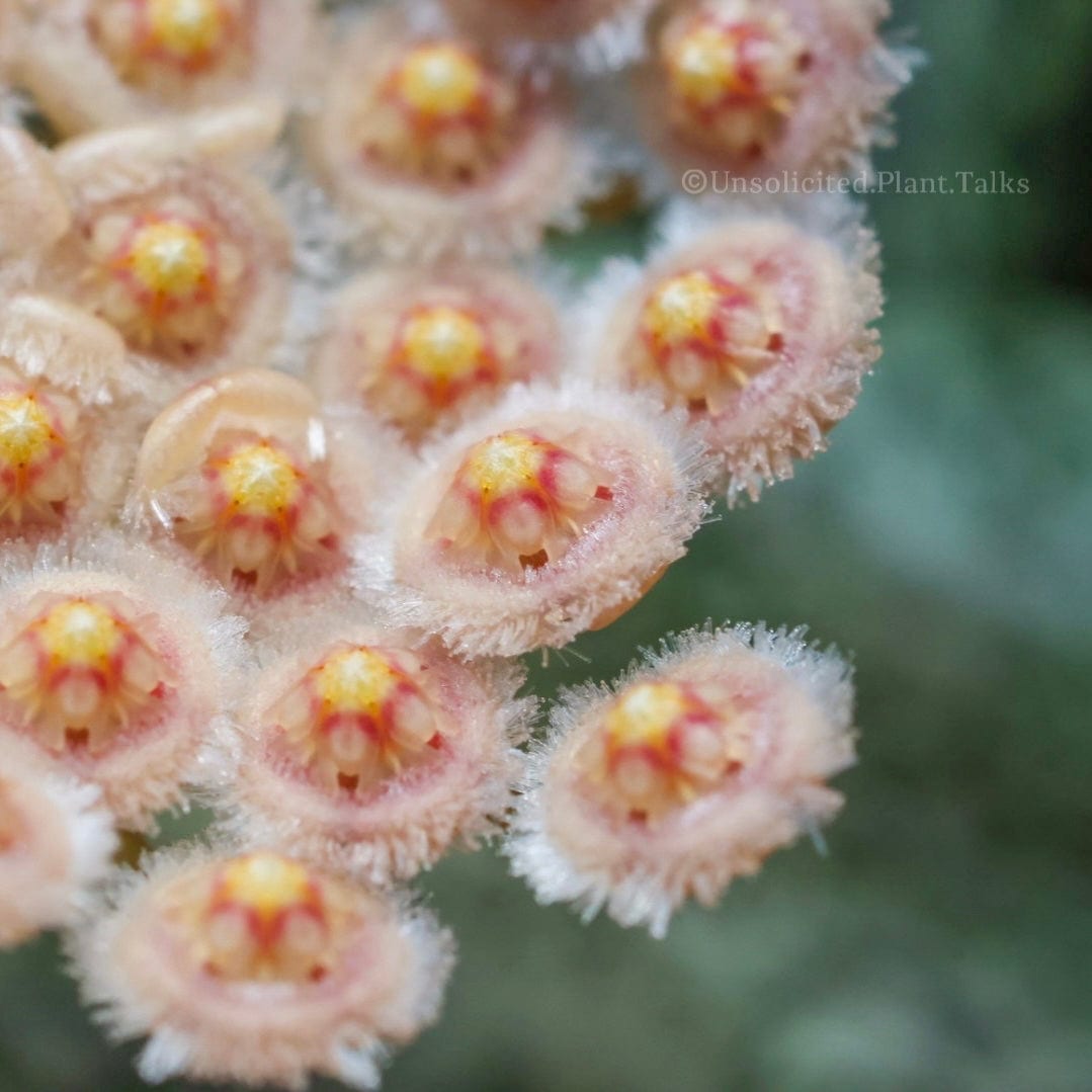 Hoya parviflora 'Tala' (UPT006)