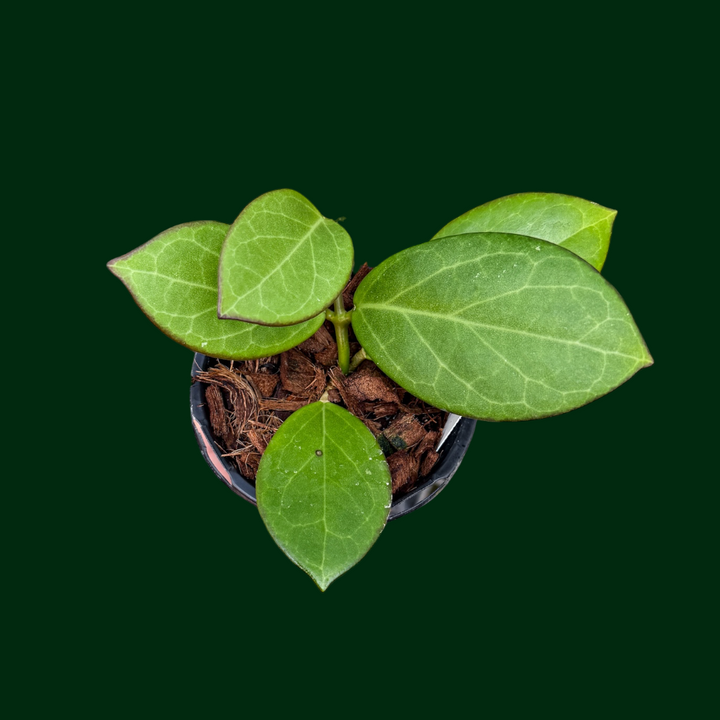 Hoya WRX 76-01 (mindorensis (red) x subquintuplinervis)