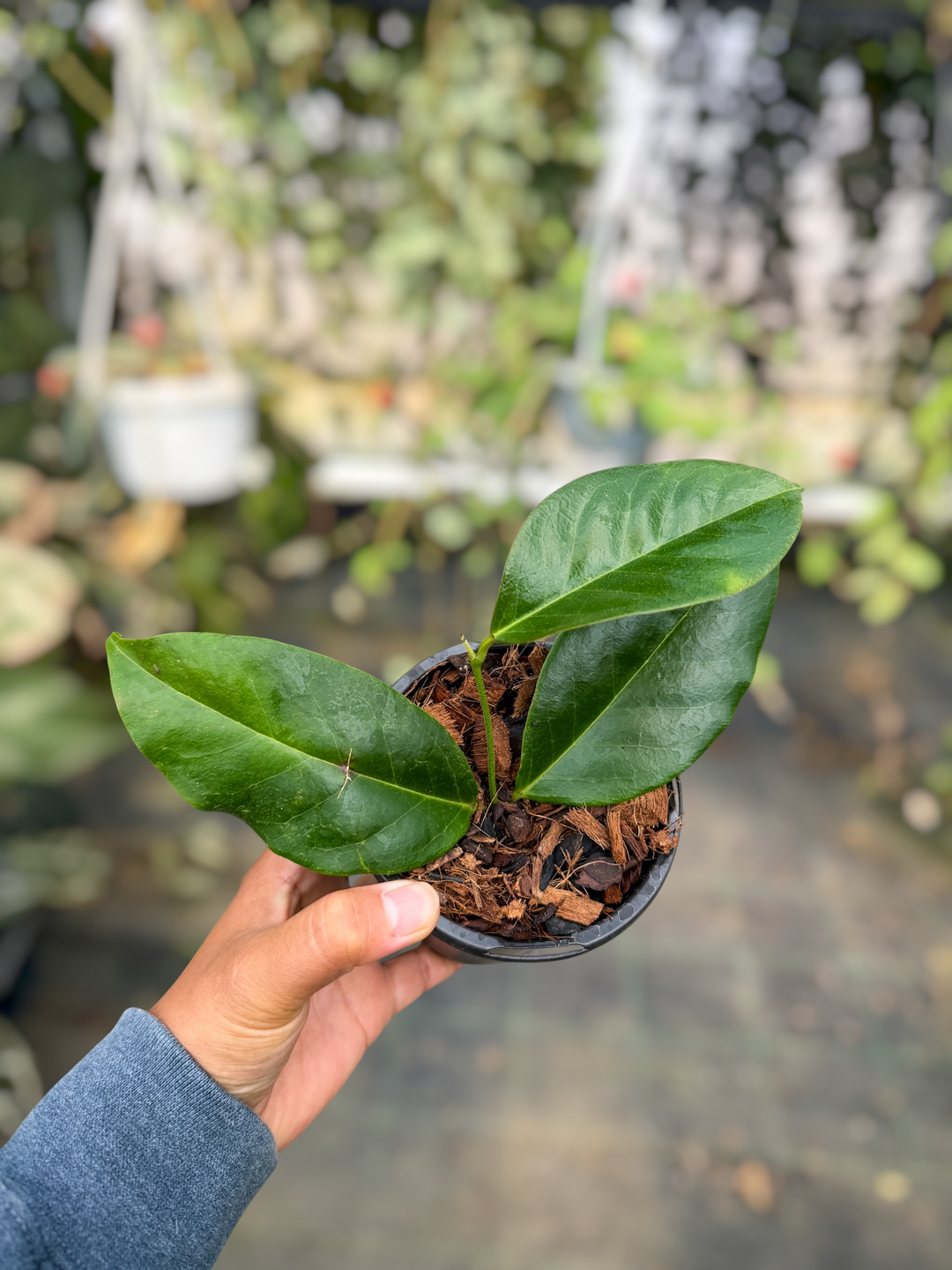 PS0490 - Hoya Z26 (versteegi x unirana)