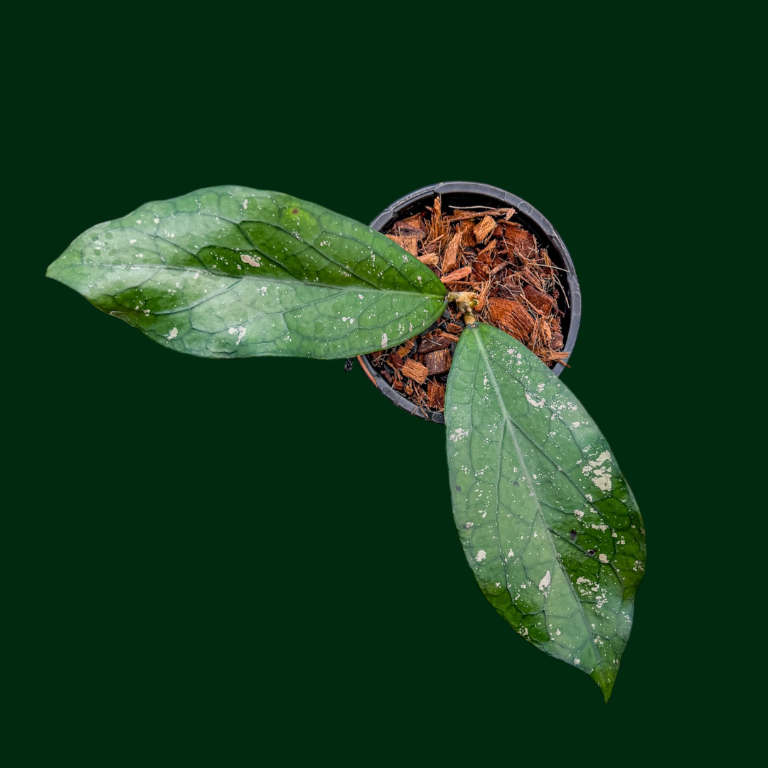Hoya ‘Artheswara’ (erythrina x vittellinoides (Bengkulu))