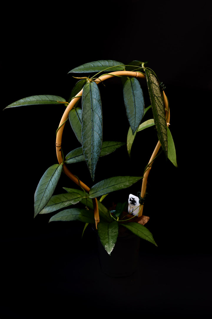 PSGC - Trellised Dischidia acutifolia