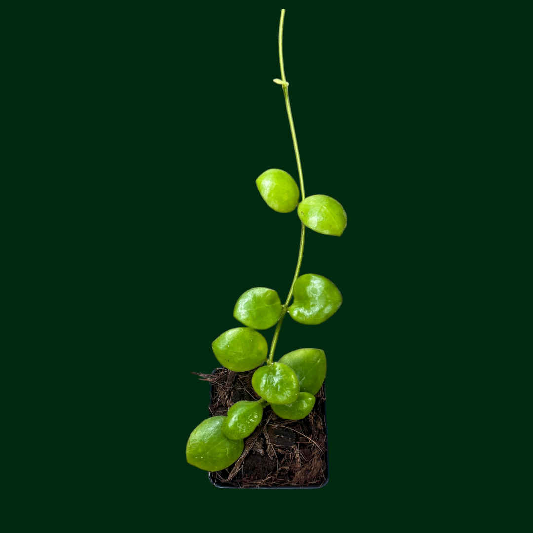 Hoya sp. Pagar Alam