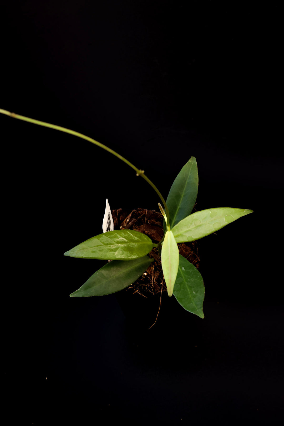 PS0441 - Hoya apoensis (long leaf 🇵🇭)