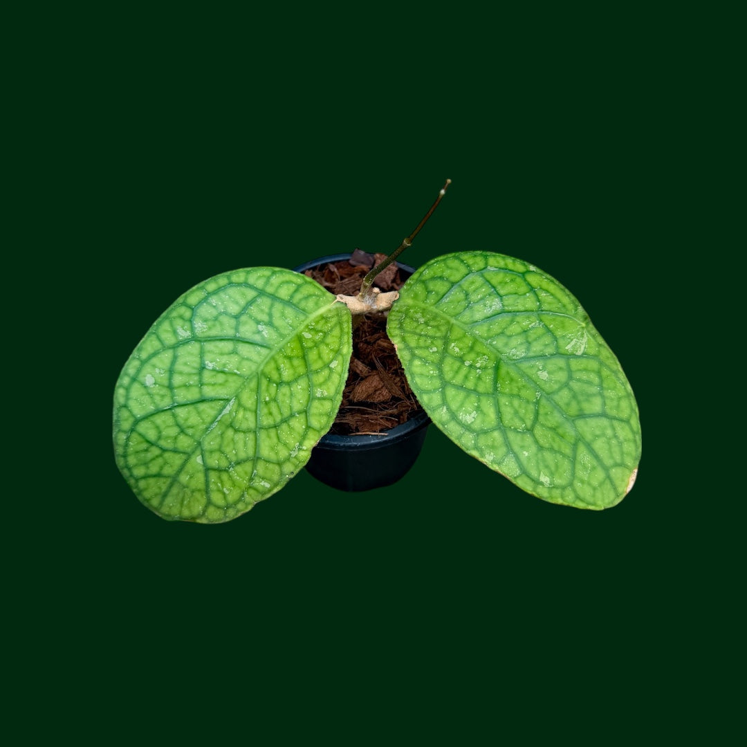 Hoya sp. (Tanggamus, Round Leaf)