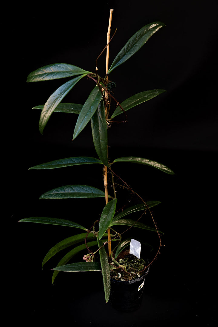 PS0440 - Hoya sulawesiana (reverted outer var)