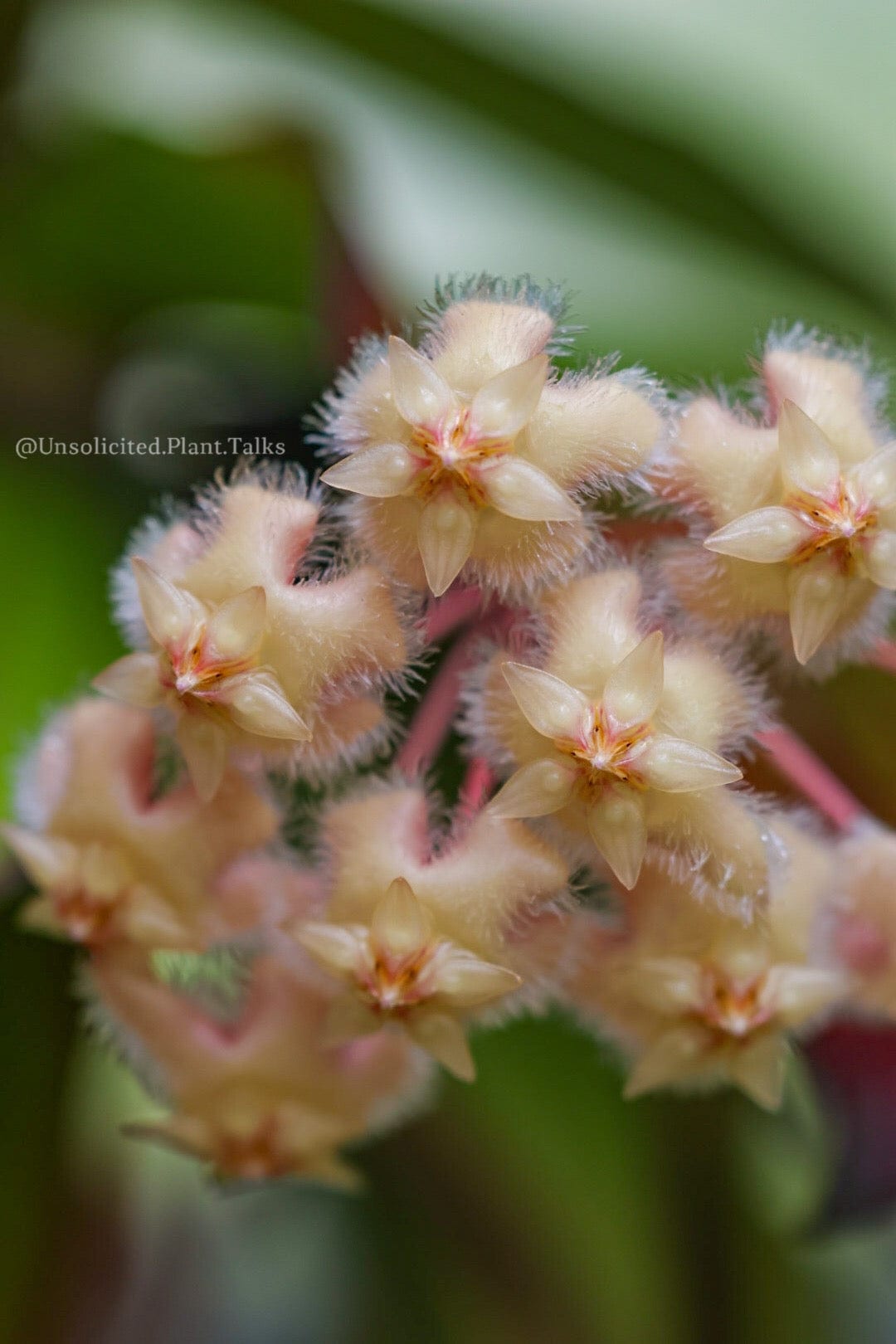 Hoya erythrina (purple flowers)