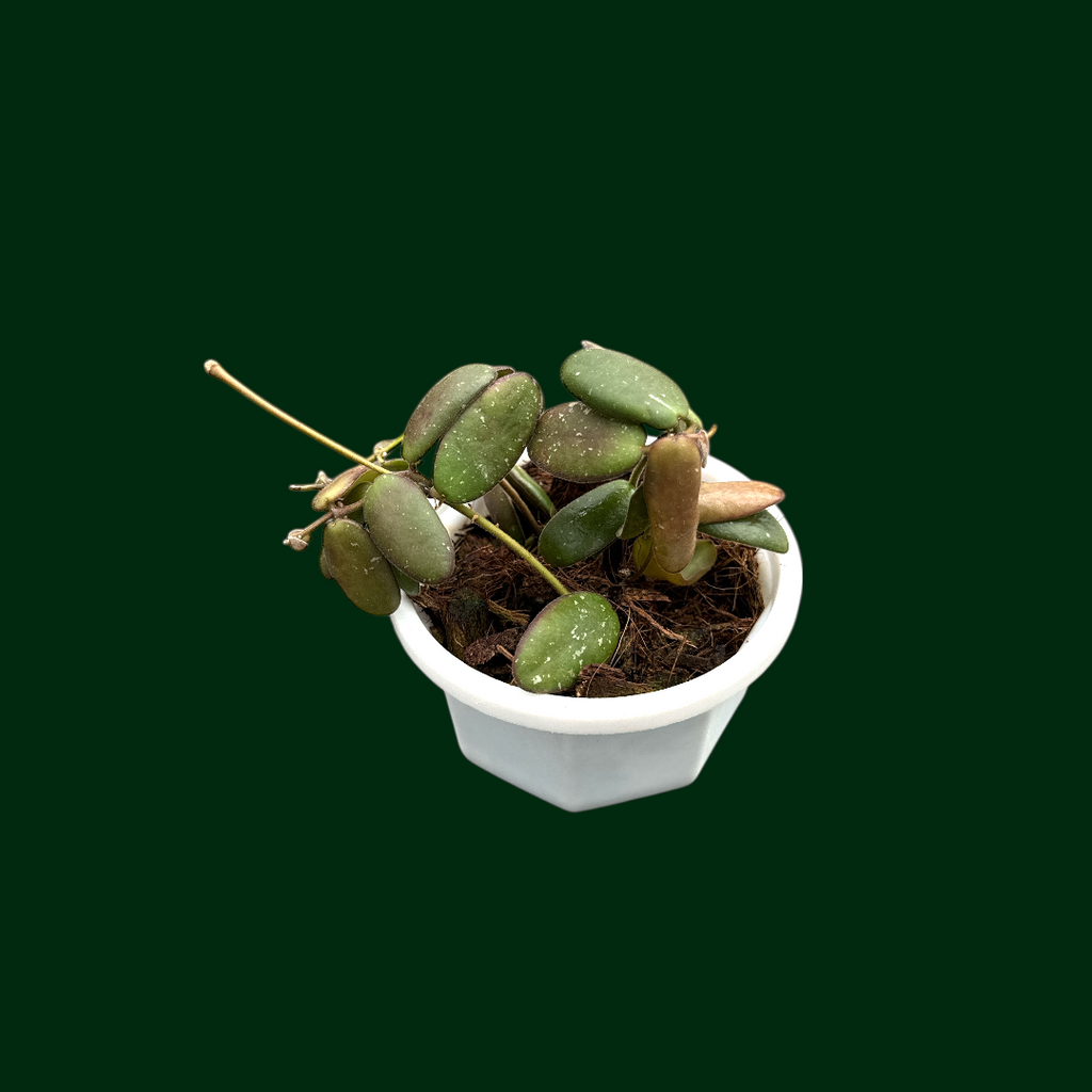 Hoya sp. GPS 7240 – Unsolicited Plant Talks