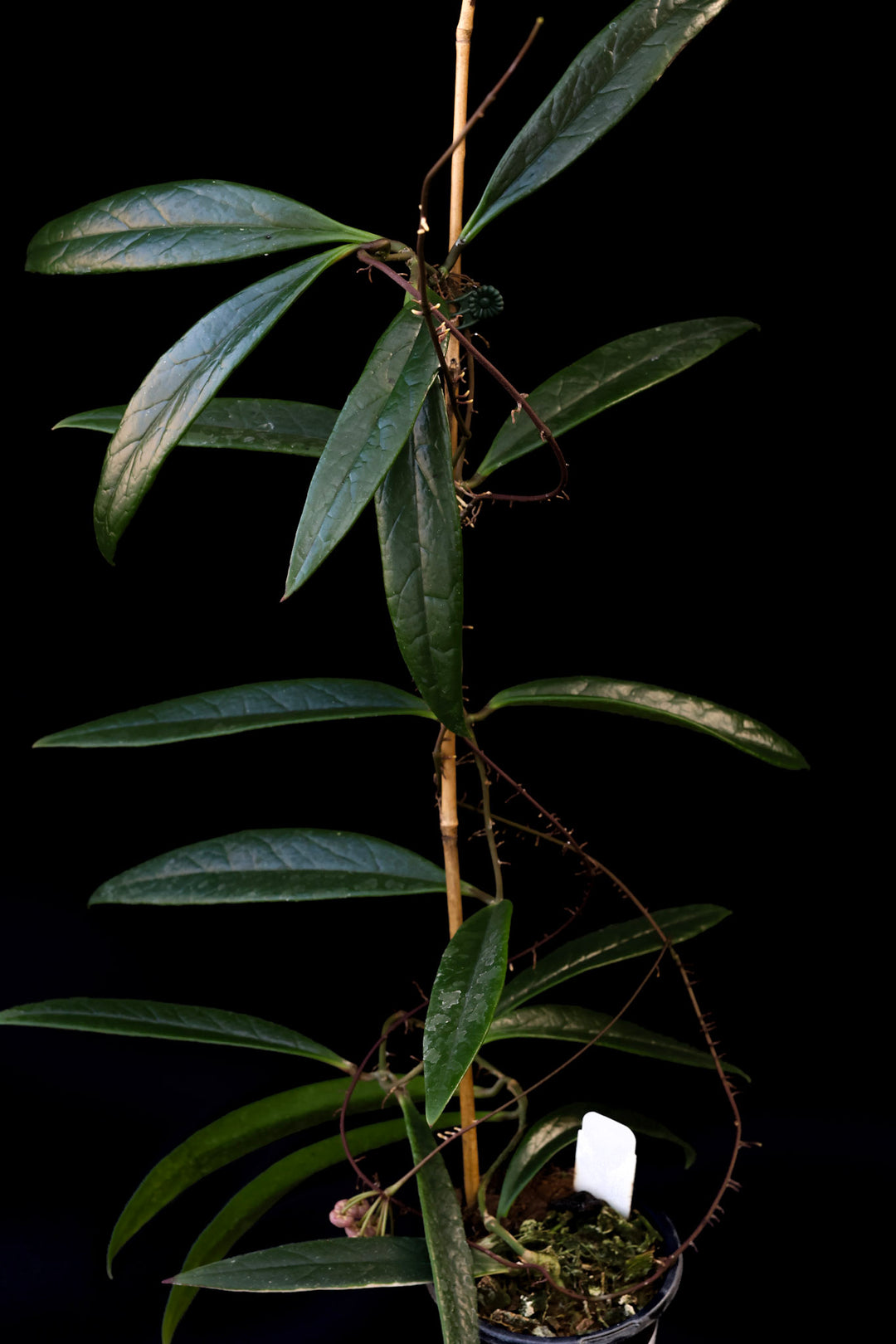 PS0440 - Hoya sulawesiana (reverted outer var)