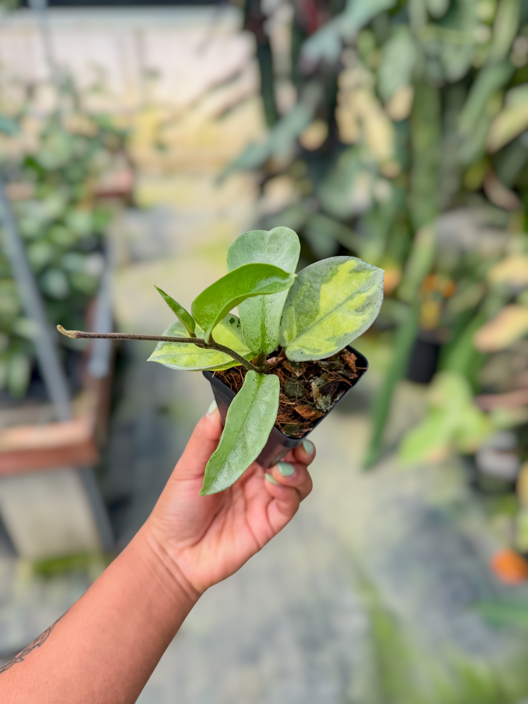 PS0711 - Hoya carnosa ‘Argentea Princess’