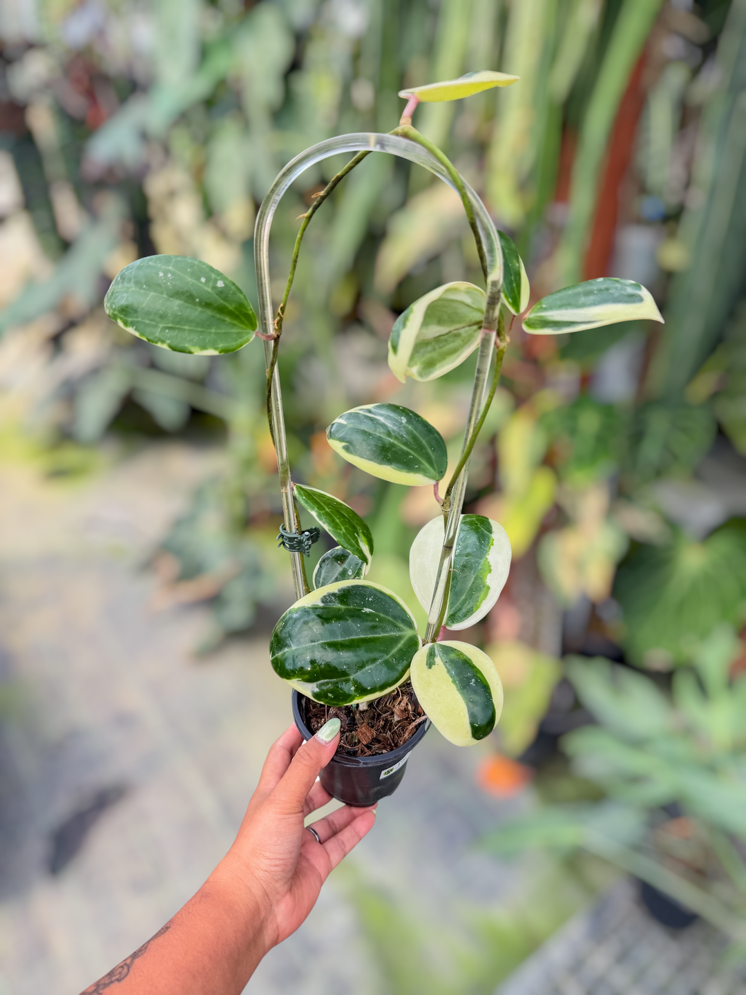 PS0716 - Hoya latifolia (outer variegated)