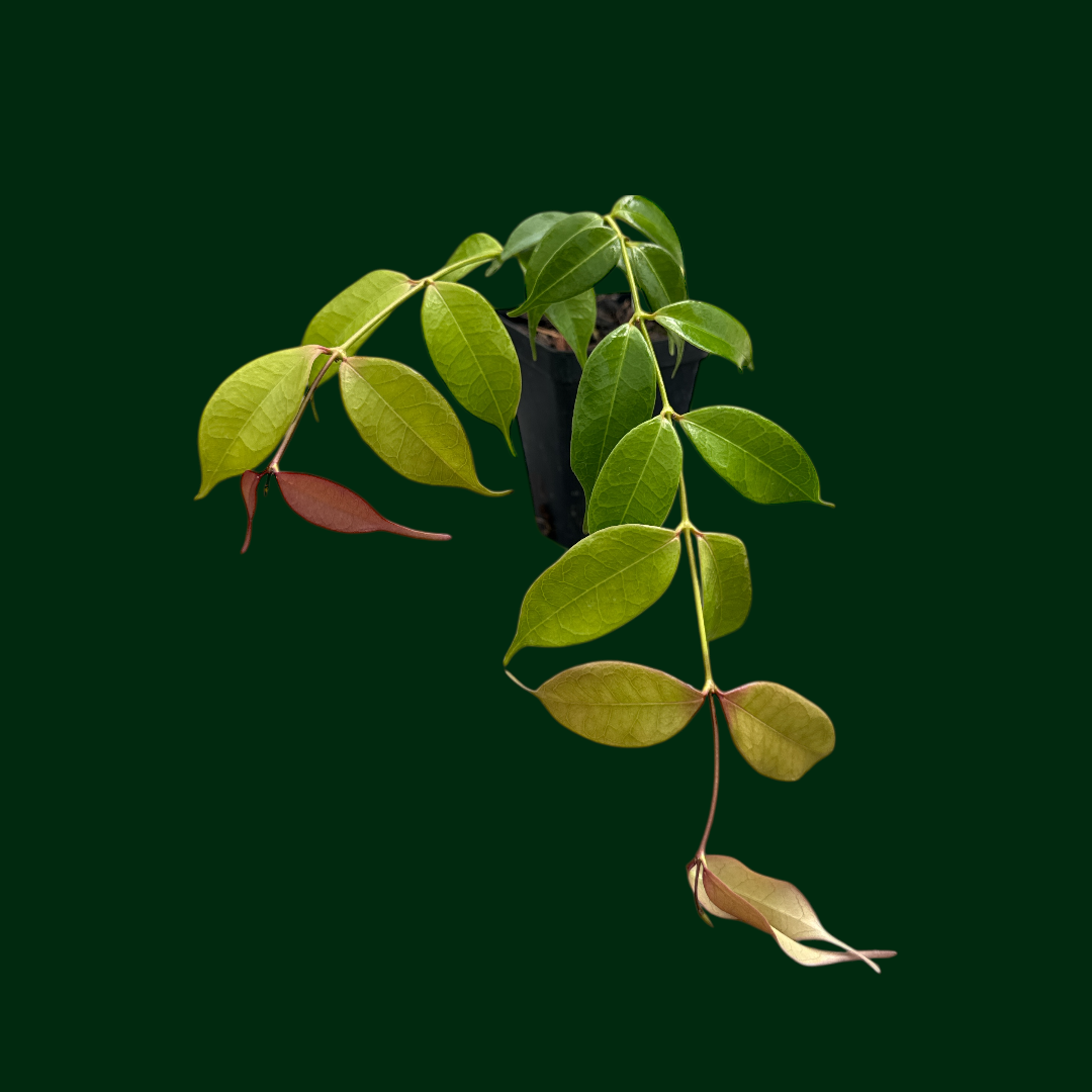 Hoya medusa