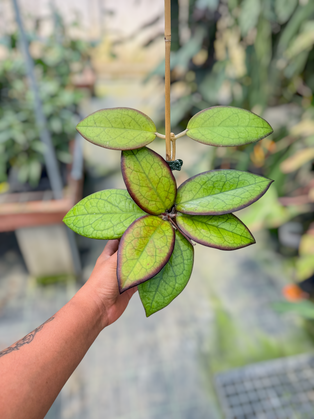PS0703 - Hoya ‘Mayumi’ (UPT002)