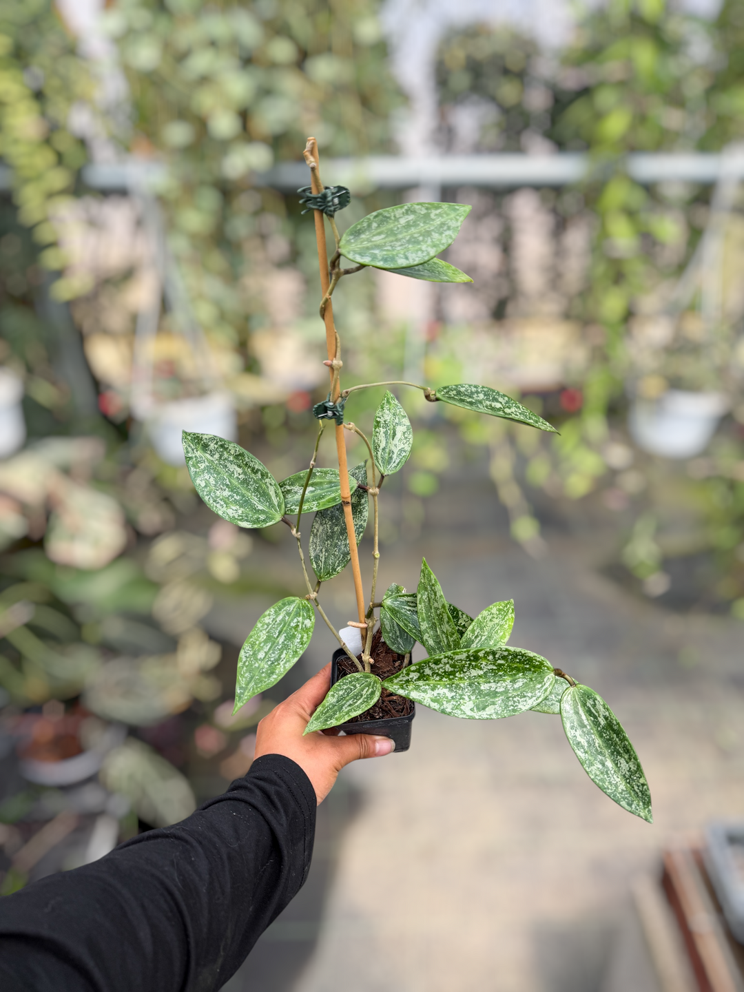 PS0617 - Hoya ‘Rangsan’