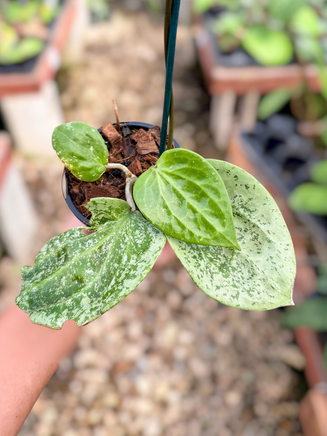 PS0373 - Hoya glabra (splash)