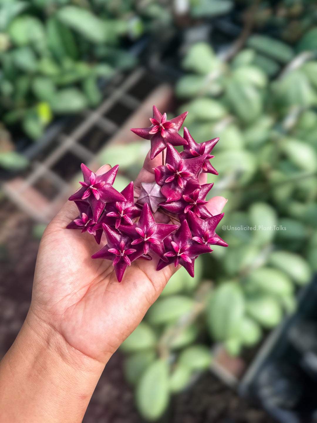 Hoya megalaster (Ubiyau)