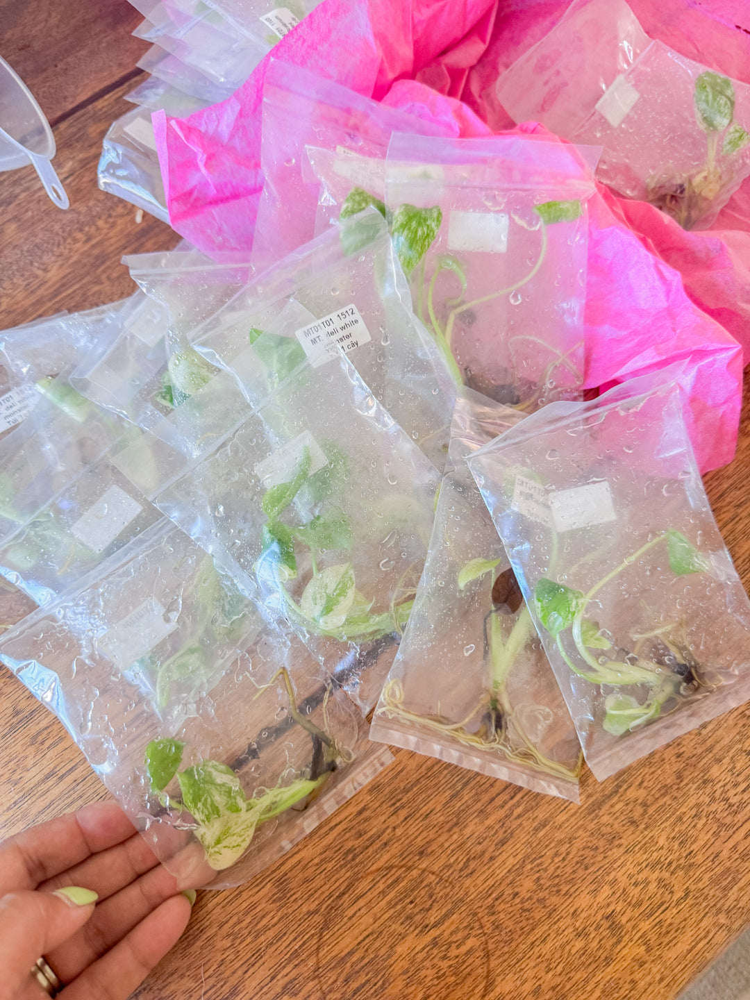 Monstera Deliciosa ‘White Monster’