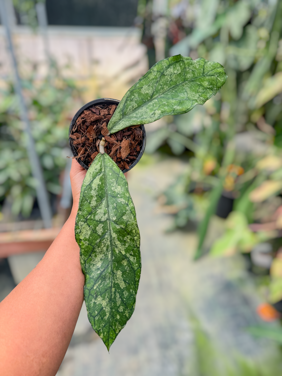 PS0712 - Hoya bahoi