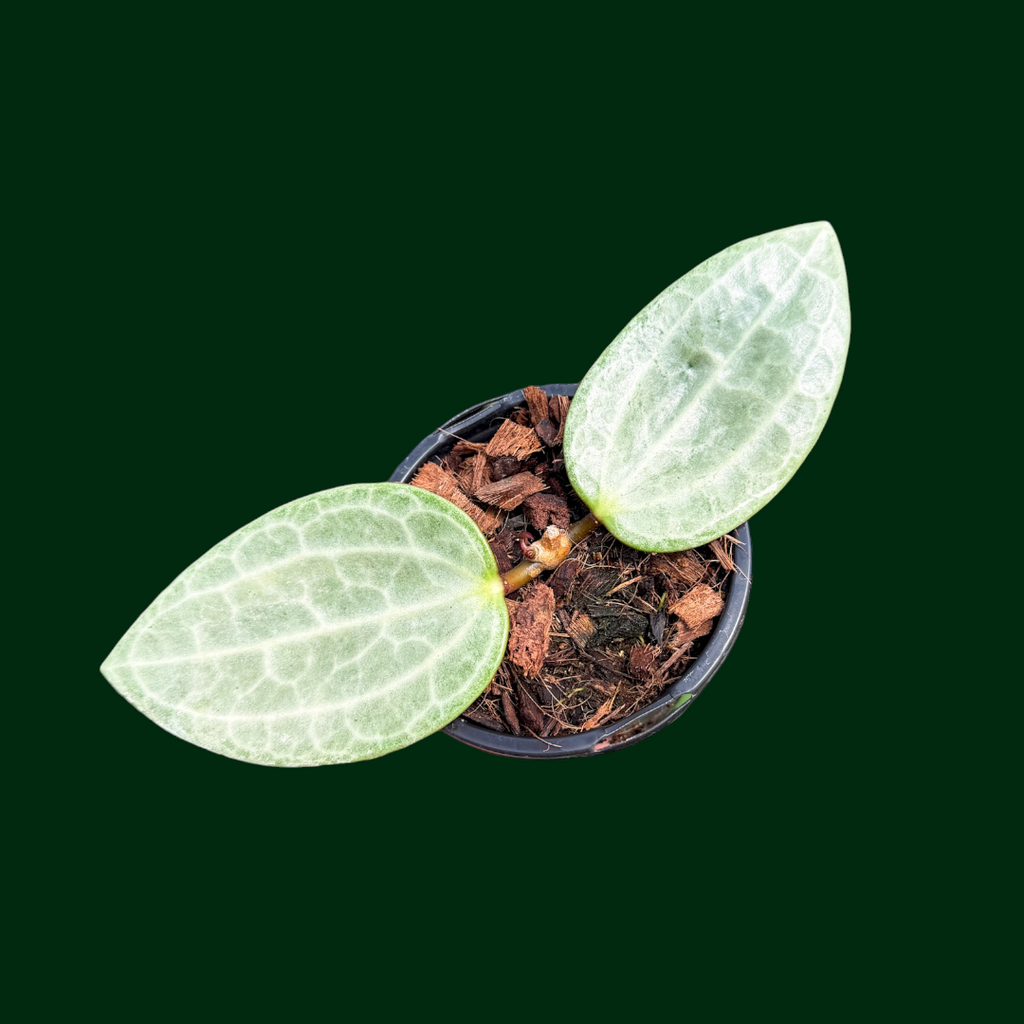 1124＊Hoya ＊ ホヤ＊latifolia＊silver ＊ラティフォリア Hoya latifolia (silver) – Unsolicited Plant Talks
