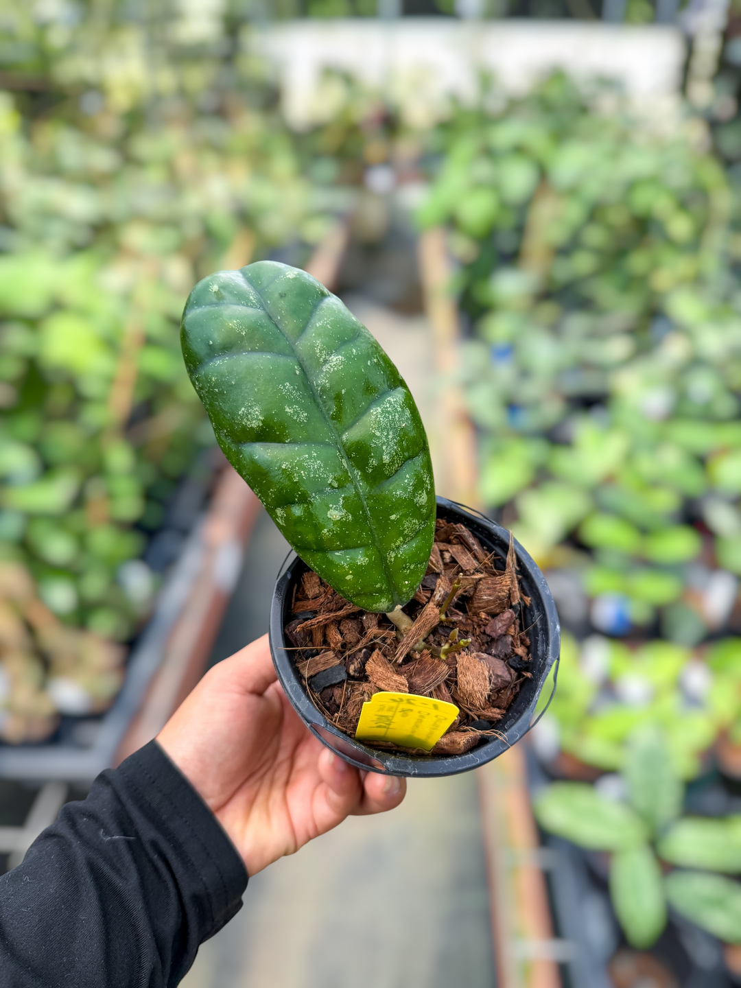 PS0612 - Hoya sp. (Kalsel)