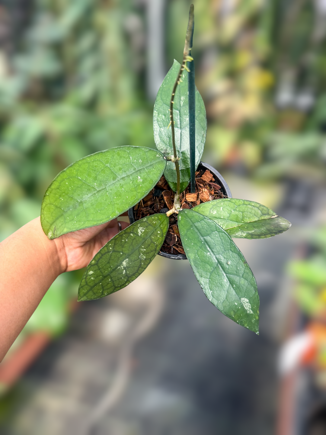 PS0970 - Hoya N14 (polypus x clemensiorum)