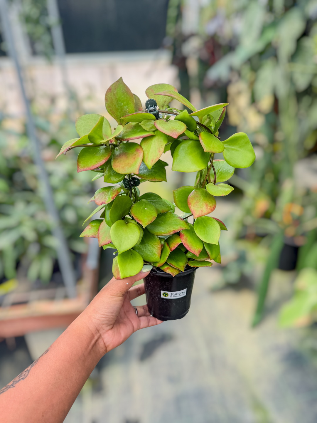 PS0704 - Hoya NS05-055