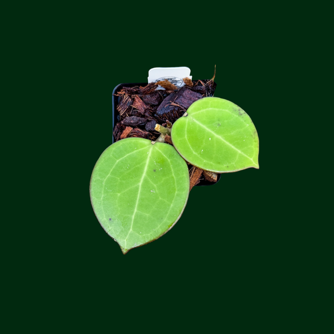 Hoya 'Karisma' (RTD1034A-UPT)