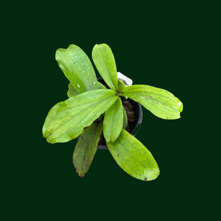 Hoya erythrina (Bacho)