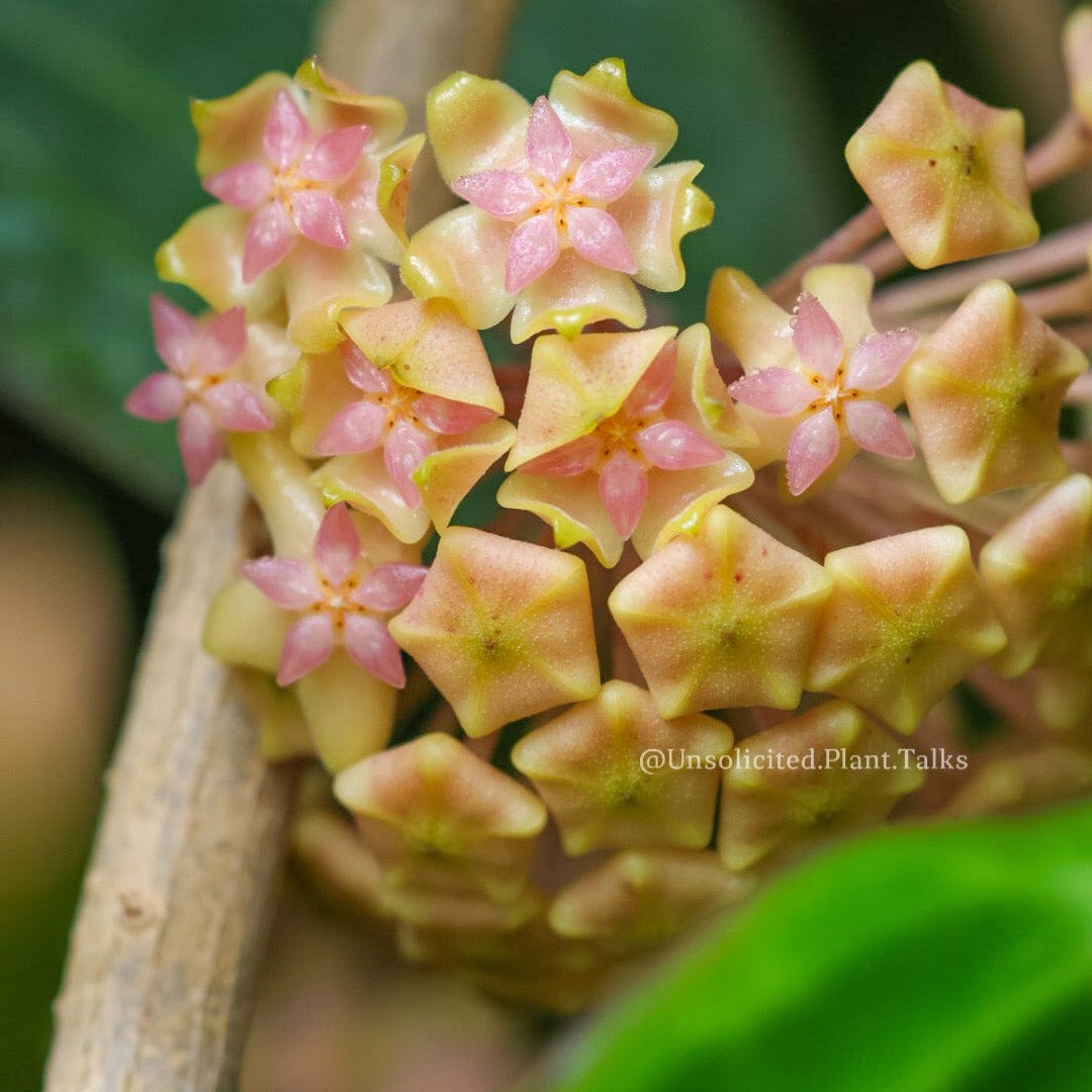 Trellised Hoya 'Joy'