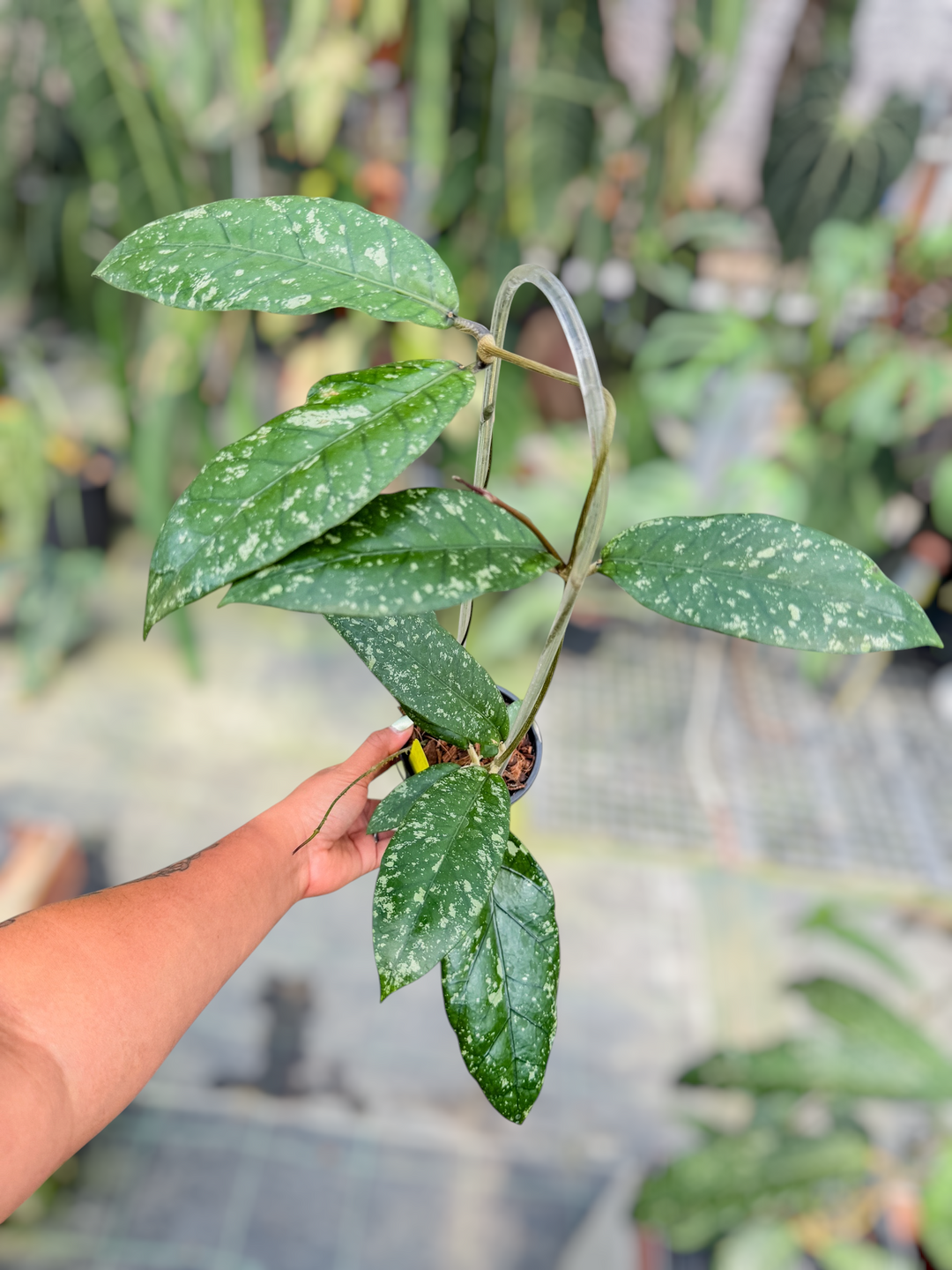 PS0728 - Hoya sp. Aceh