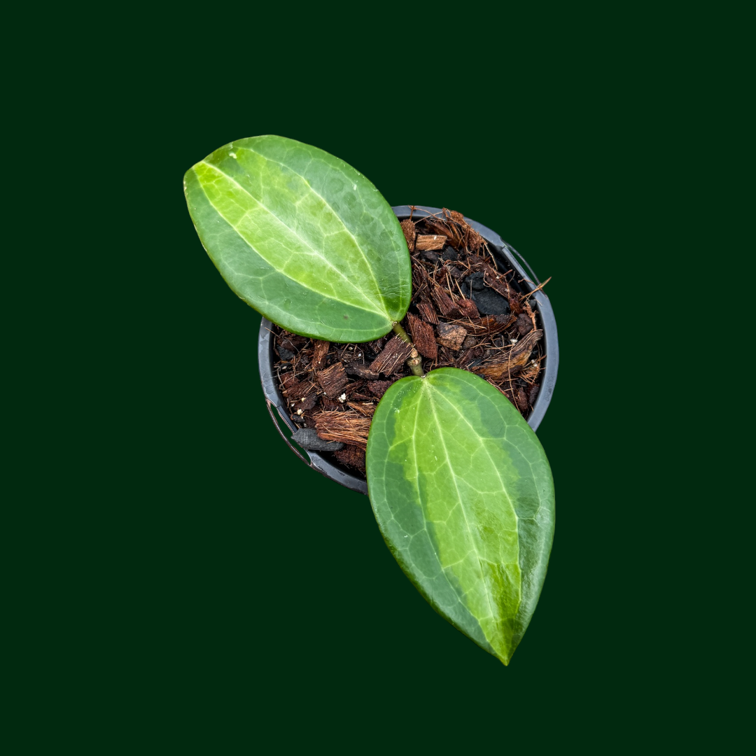 Hoya latifolia ‘Wasabi’