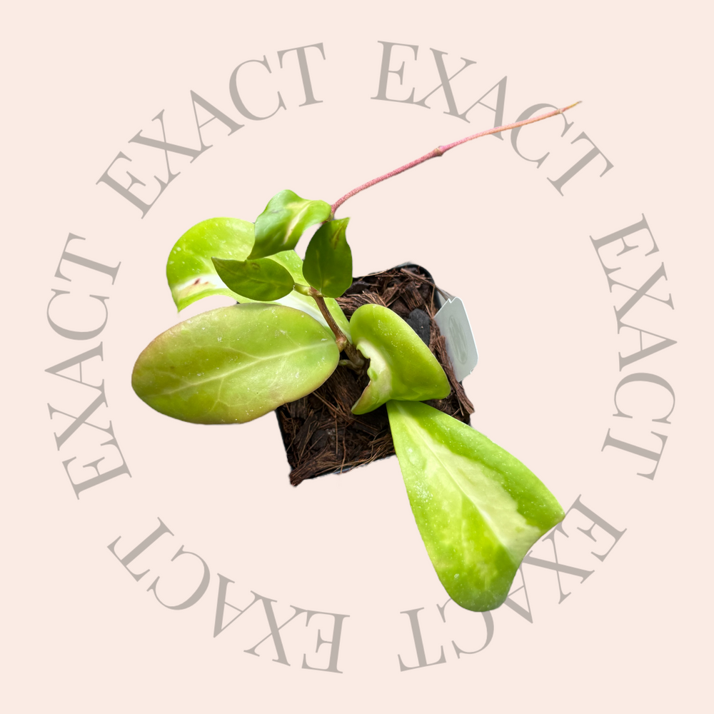 Hoya mindorensis (low variegation) - Grower’s Choice
