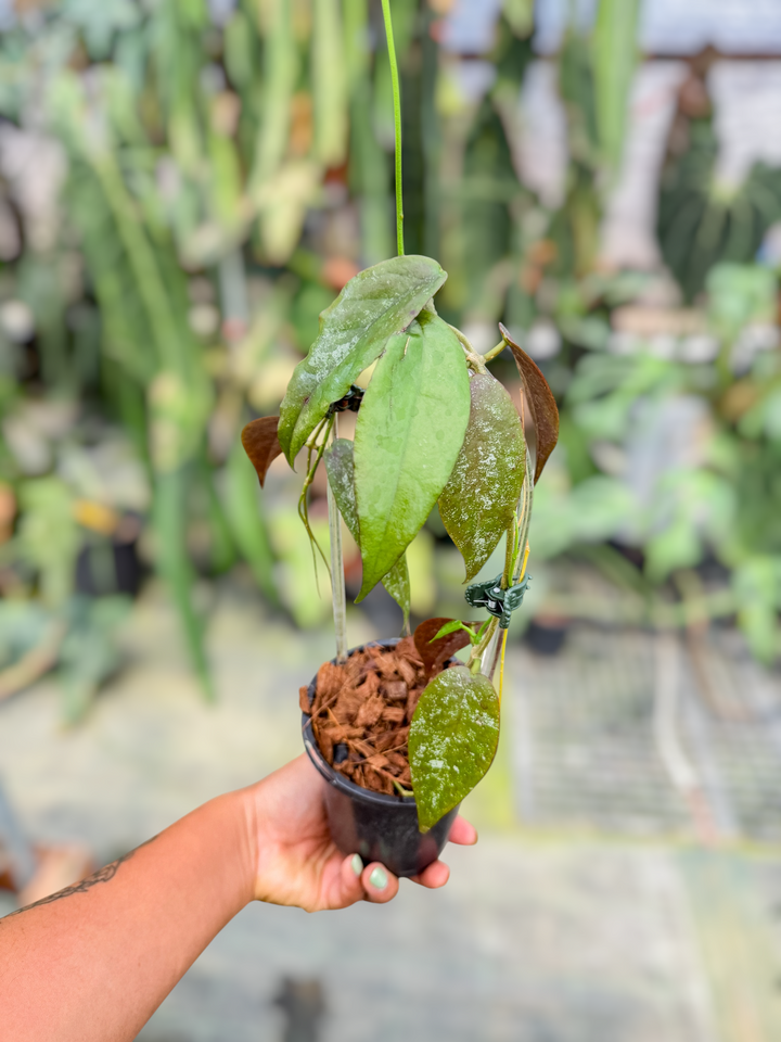 PS0727 - Hoya sangguensis